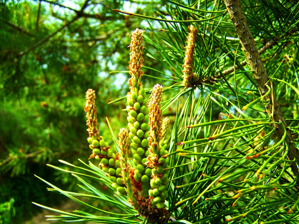 Pine new drive spring