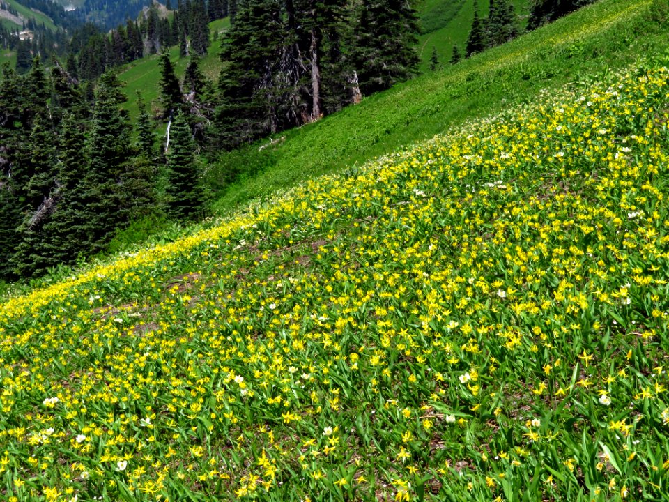 Wildflowers on Tatoosh Peak Trail in WA