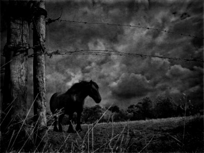 Dark Horse