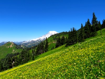 Wildflowers on Tatoosh Peak Trail in WA