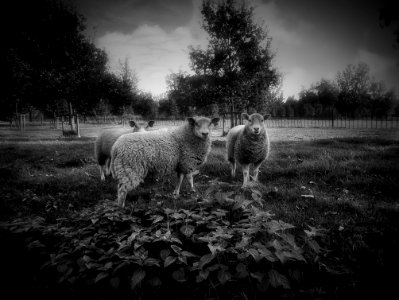 Nettles & Sheep photo
