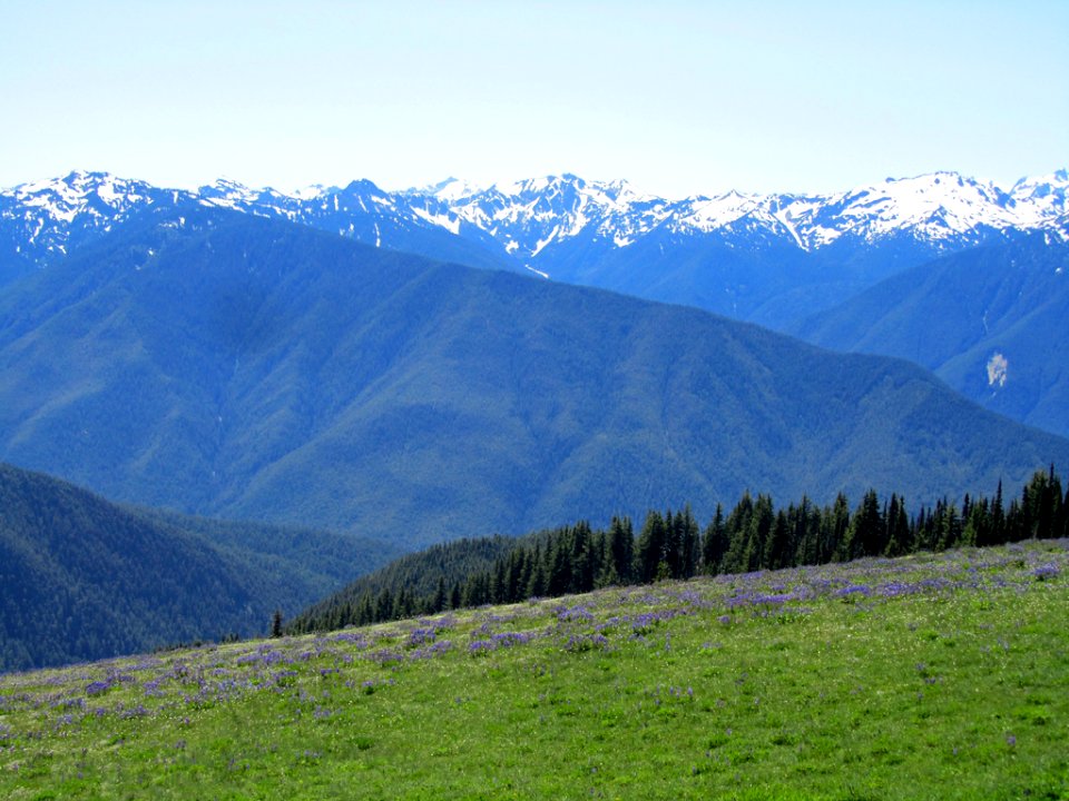 Hurricane Ridge at Olympic NP in WA