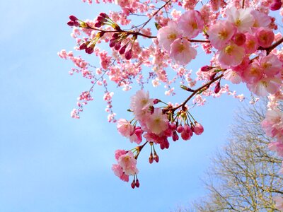 Pink spring japanese photo