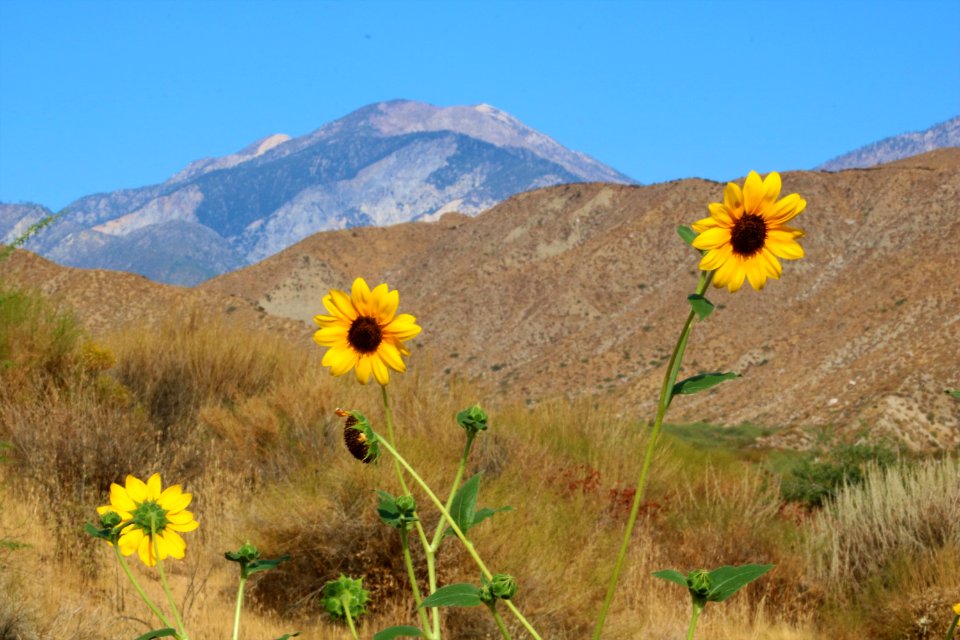 San Gorgonio, Palm Springs Field Office
