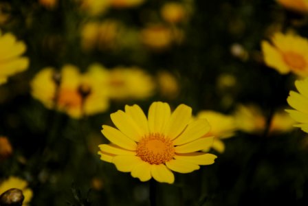 flowers-2818512 photo