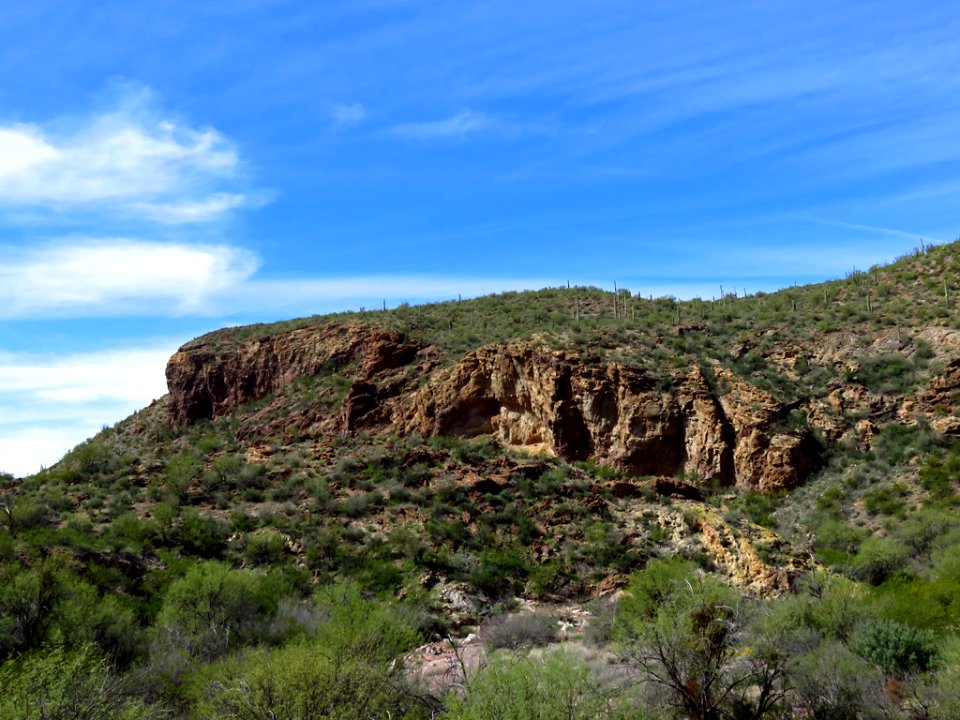 Organ Pipe Cactus NM in AZ