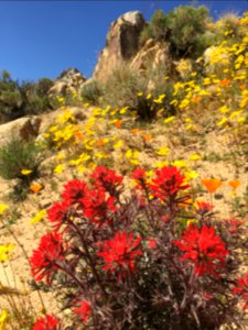 Indian paint brush, Ridgecrest Field Office