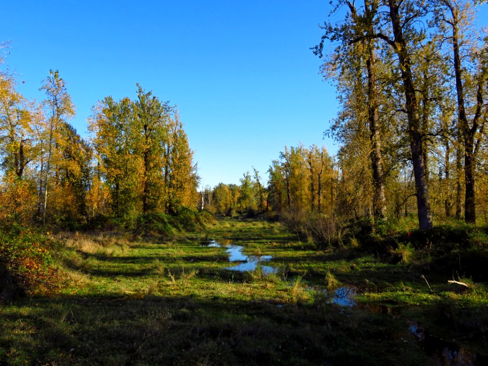 Autumn at Steigerwald Lake NWR in WA