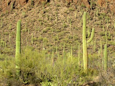 Saguaro NP in Arizona
