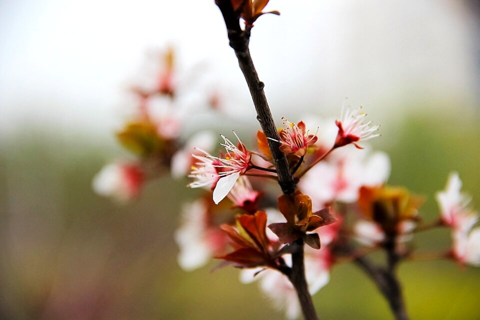 Vintage wood cherry blossom