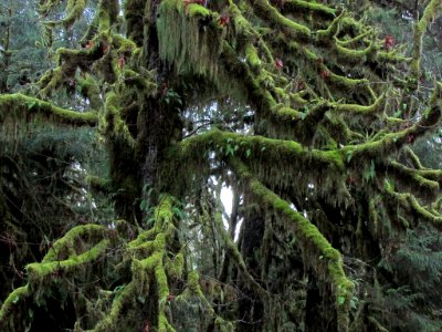 Quinault Rain Forest at Olympic NP in WA