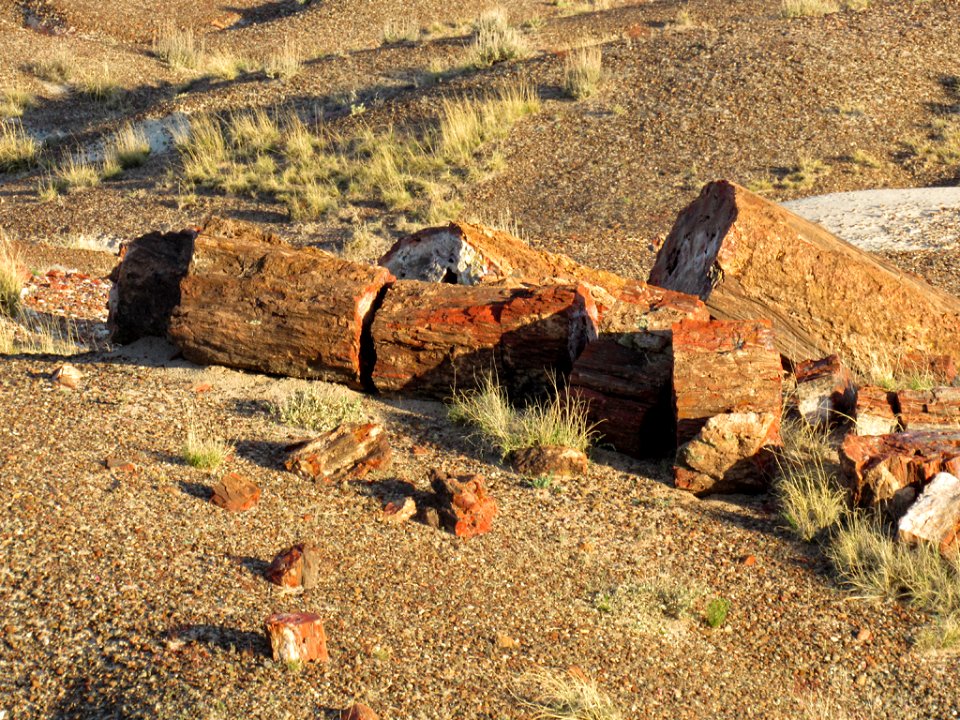 Crystal Forest at Petrified Forest NP in Arizona