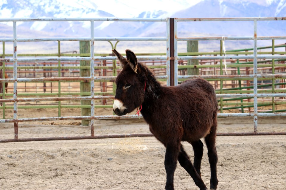5549  2 Year Old Grey Gelded Jack (3)