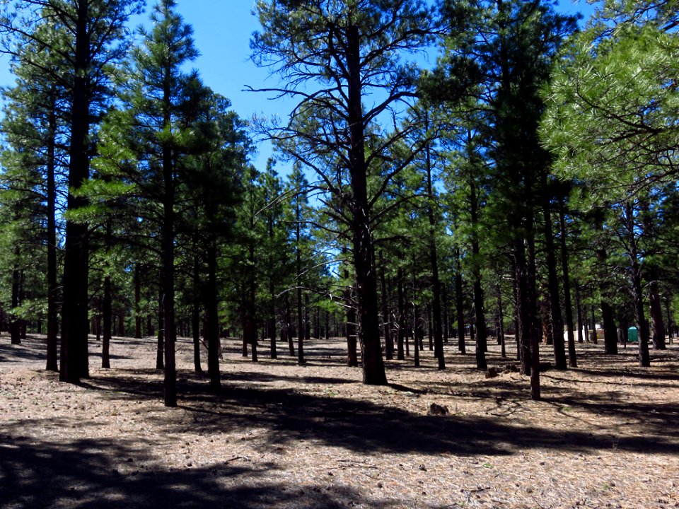 Sunset Crater Volcano NM in AZ