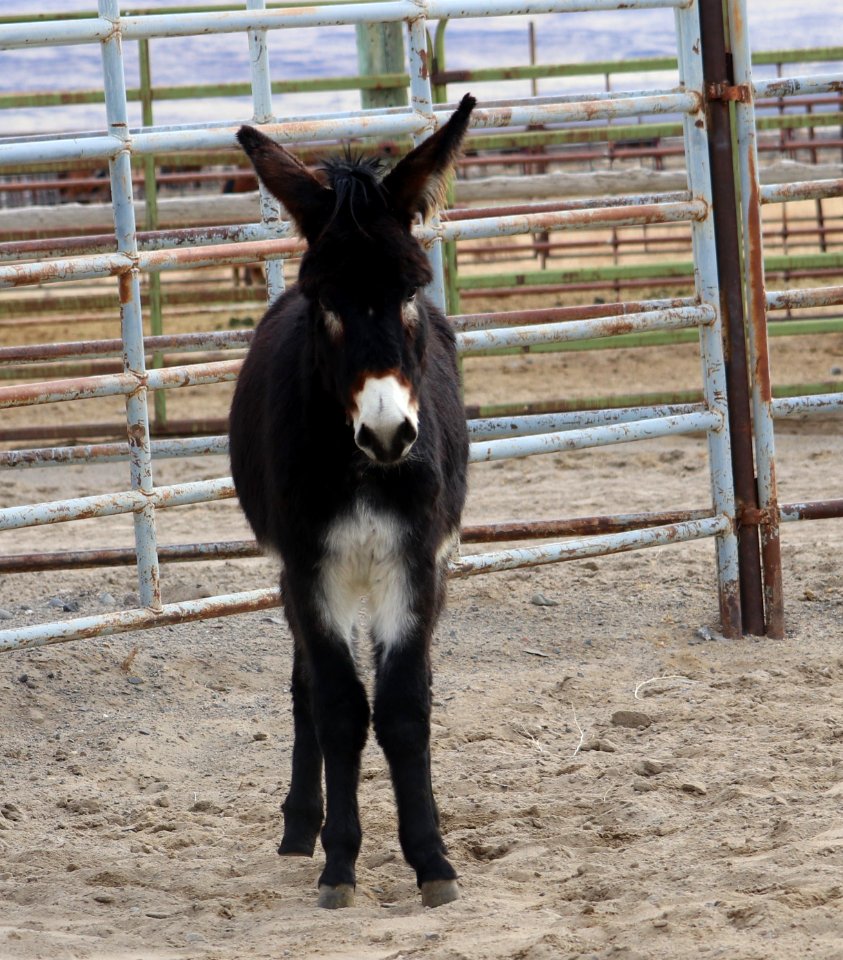 5260  2 Year Old Brown Gelded Jack (7)