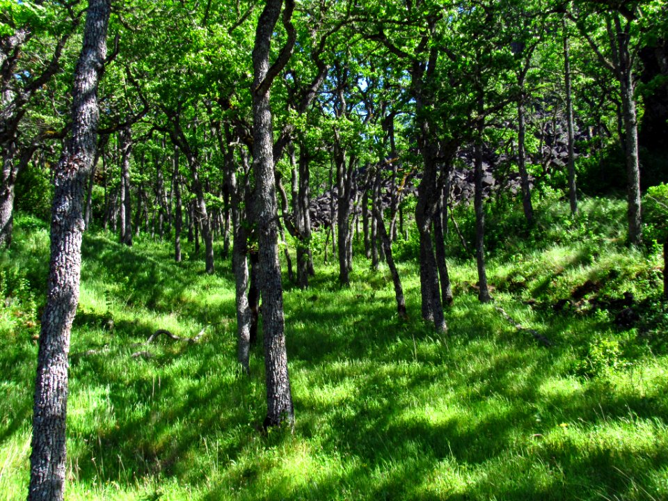 Labyrinth-Coyote Wall Trail in WA