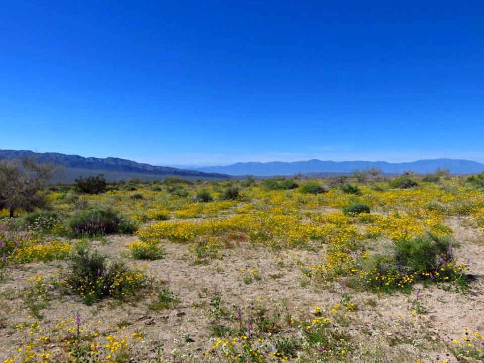 Cottonwood Spring with Wildflowers at Joshua Tree NP in CA