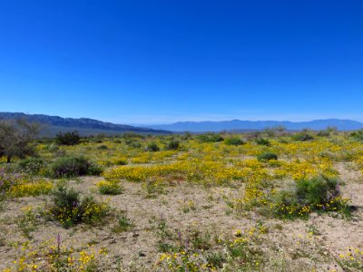 Cottonwood Spring with Wildflowers at Joshua Tree NP in CA photo