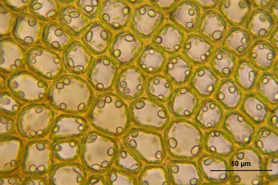 Biology macro science