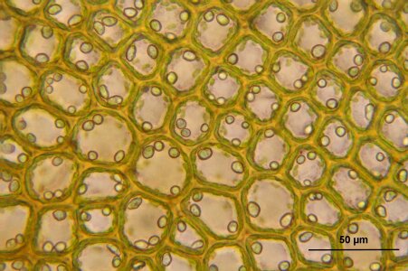 Biology macro science