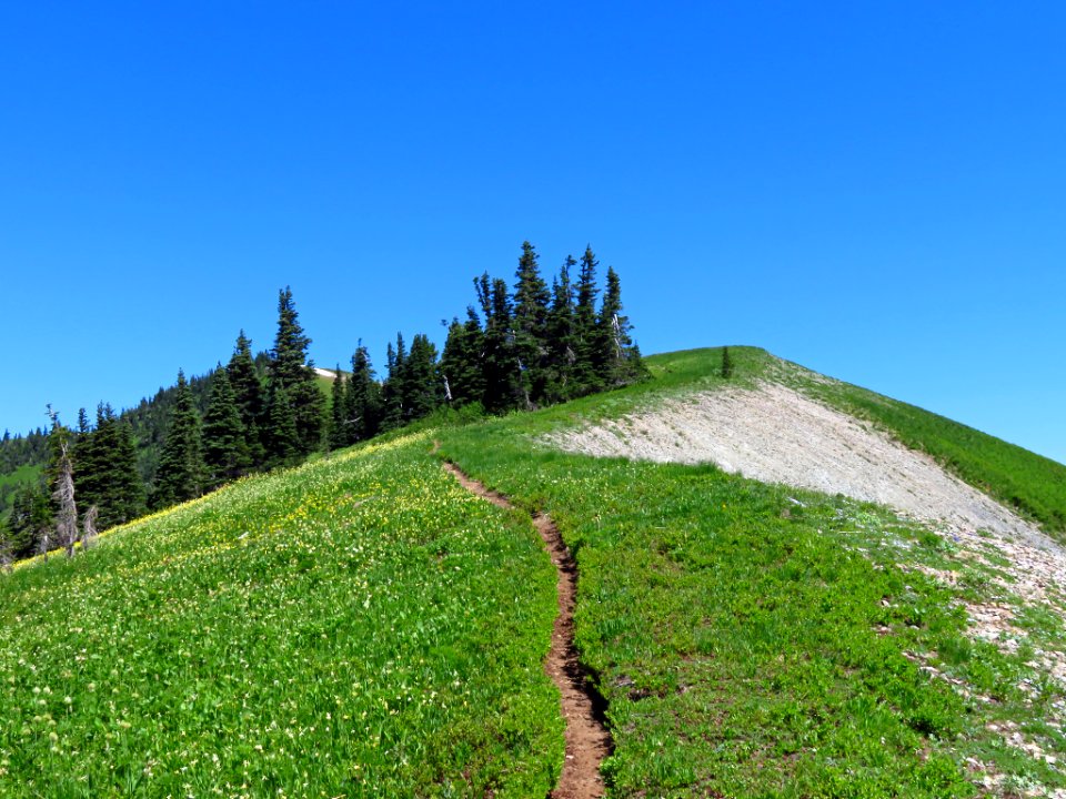 Wildflowers on Tatoosh Peak Trail in WA