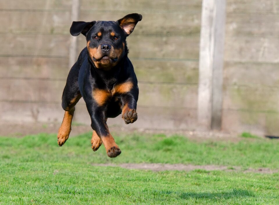 Rottweiler running dog bitch