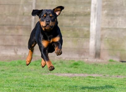 Rottweiler running dog bitch photo