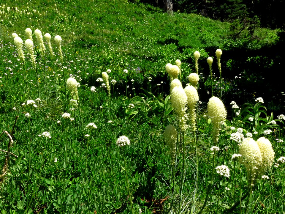 Bear Grass at Mt. Rainier NP in WA
