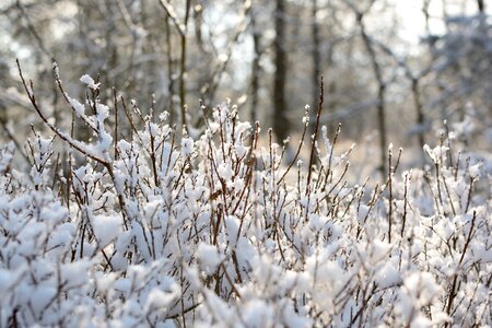 Winter tree aesthetic