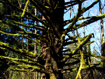 Forest at God's Thumb Hike in OR