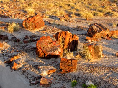 Crystal Forest at Petrified Forest NP in Arizona