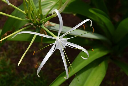 Spider lily flower hymenocallis