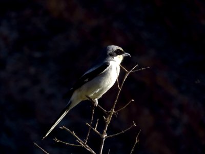 Northern Shrike Bird at Anza-Borrego Desert SP in California photo