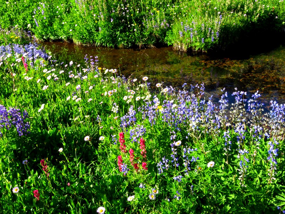 Wildflowers at Mt. Rainier NP in WA