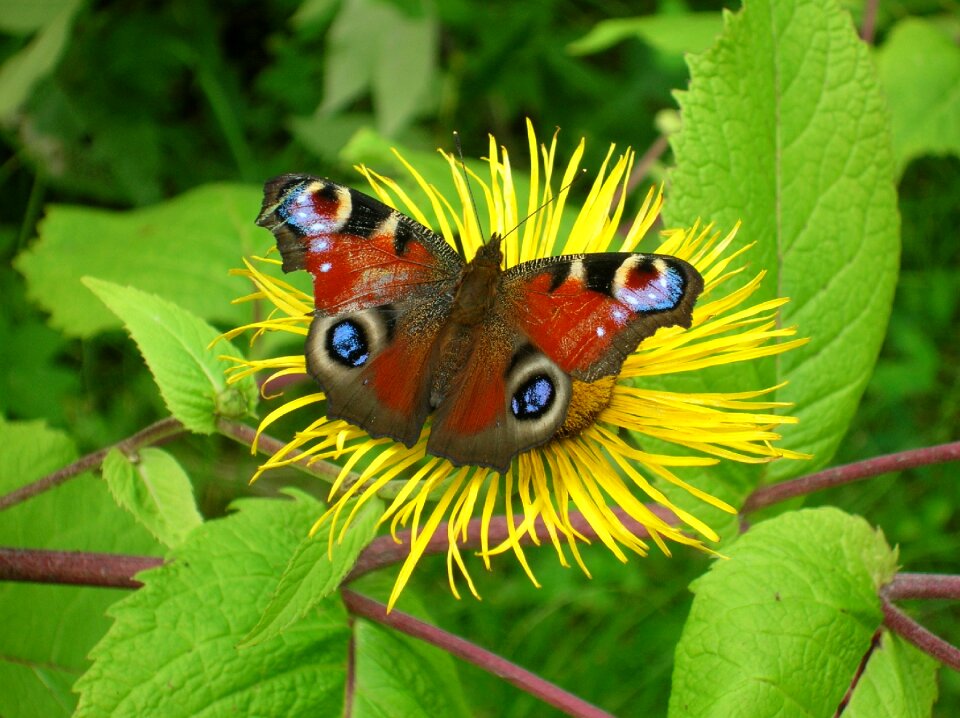 Pattern bloom nectar