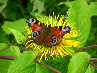 Pattern bloom nectar