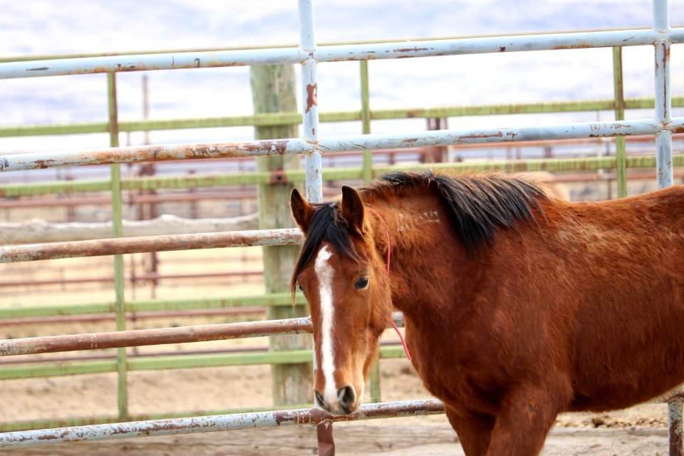 8454  3 Year old Gelding (3)