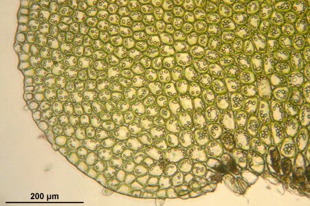 Biology macro science