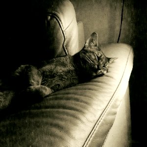 Sleeping cat photo