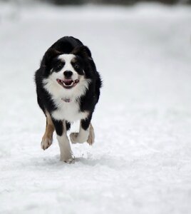 Winter snow running dog photo