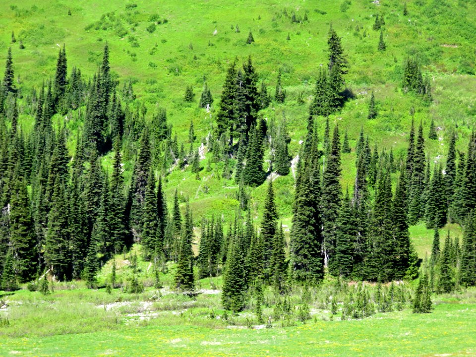 Mt. Rainier NP in WA