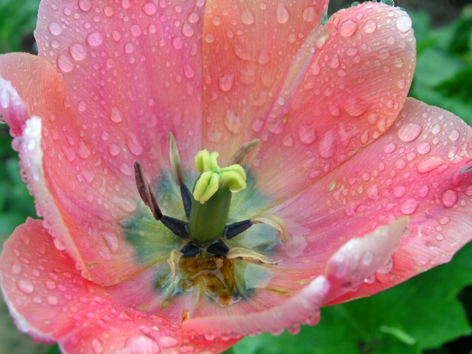 Summer nature beautiful