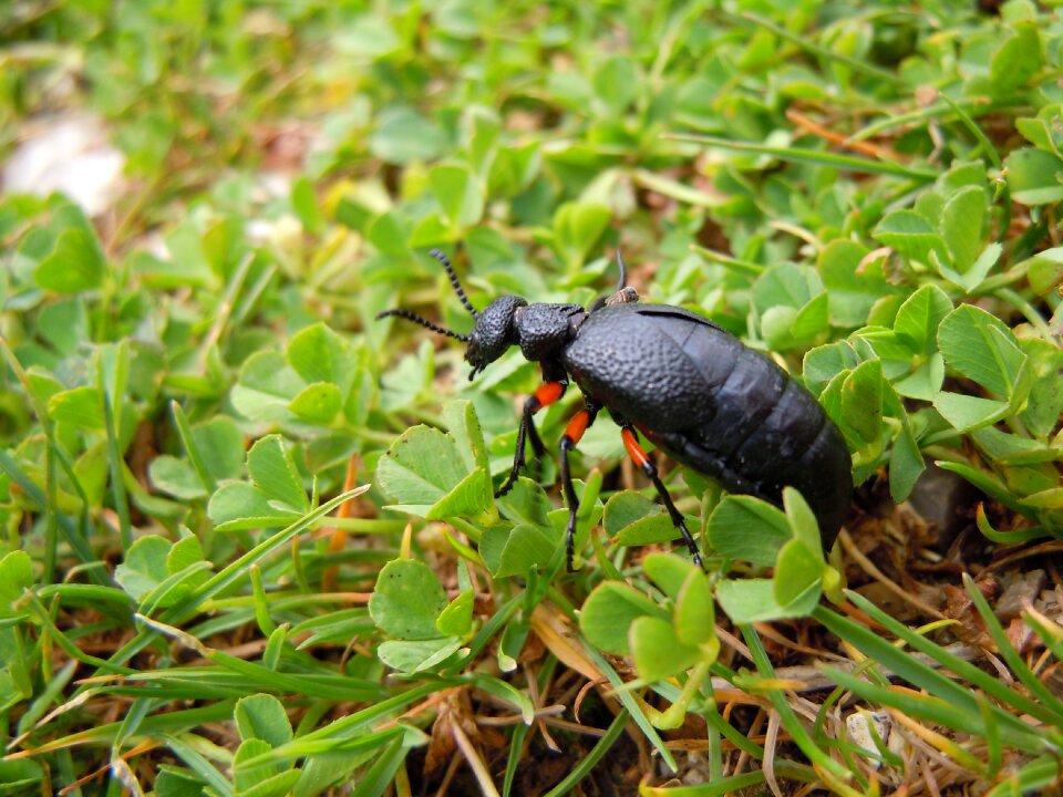 Insect bug wildlife
