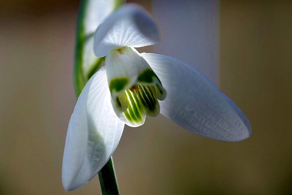 Harbinger of spring snowdrop spring