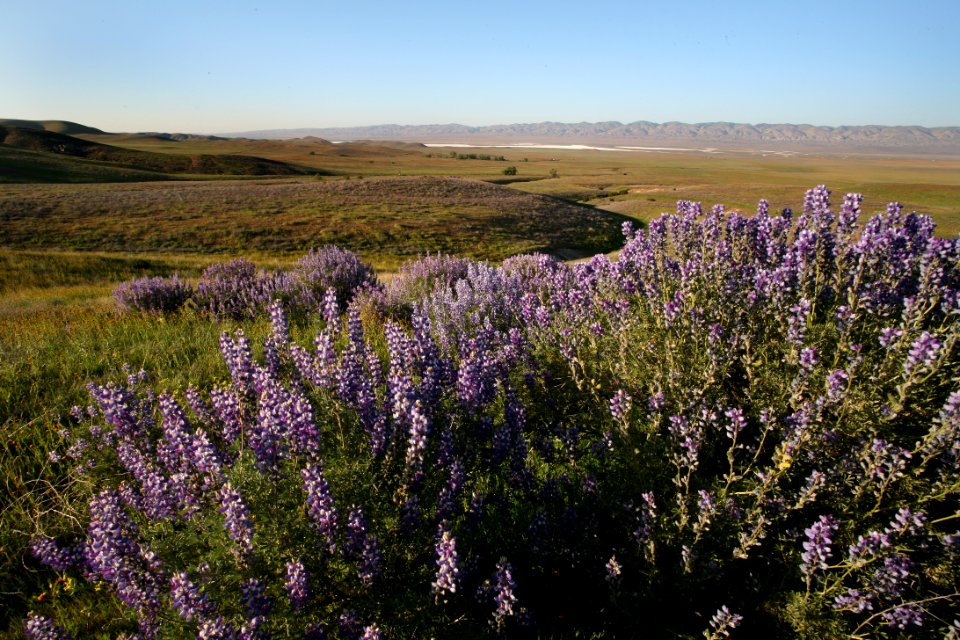 Carrizo Plain National Monument