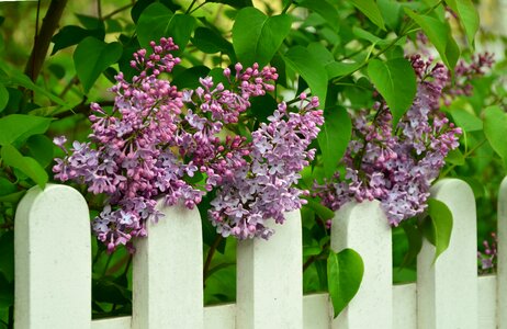 Lilac tree purple flowers
