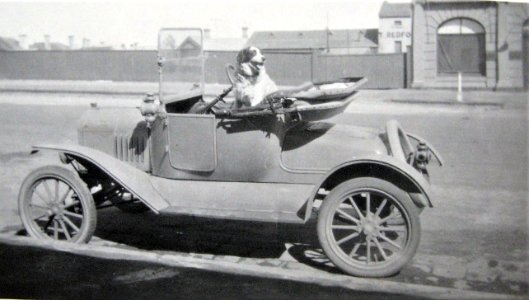 Dog at the wheel in Warrnambool, Victoria - very early 1900s