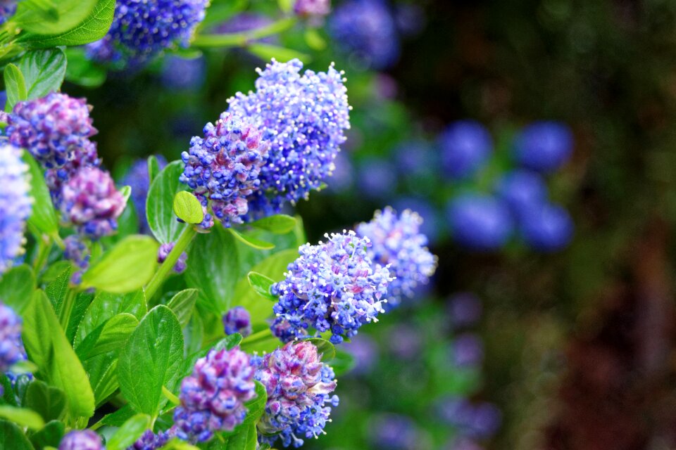 Wild plant floral