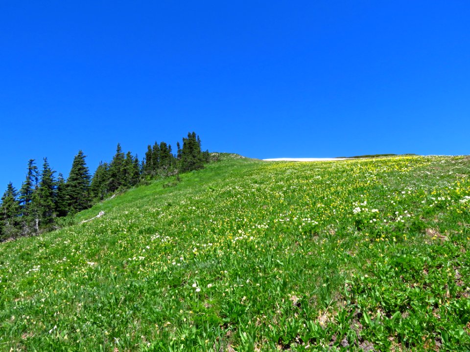 Wildflowers on Tatoosh Peak Trail in WA
