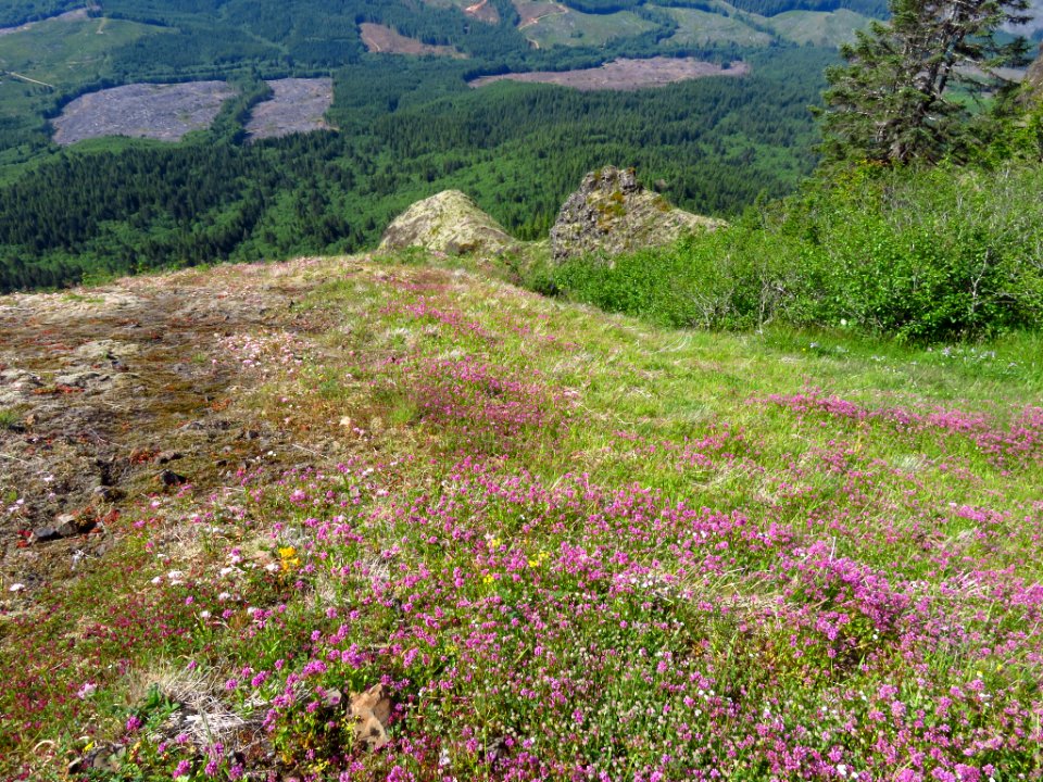 Saddle Mountain Trail in OR